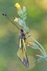 Libelloides latinus Libelloides latinus
