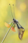 Libelloides coccajus Libelloides coccajus