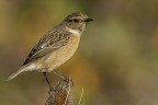Saltimpalo (Saxixola rubicola) Saltimpalo (Saxixola rubicola)