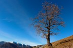 albero sul Monte Cornizzolo albero sul Monte Cornizzolo