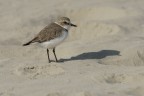 Fratino (Charadrius alexandrinus)
