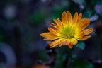 Fiore Fiore