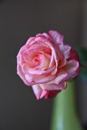 Rosa Rosa