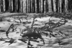 sommersi dalla neve