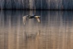 Cormorano Cormorano