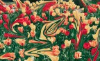 primavera contorta primavera contorta