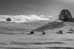 Neve