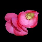 Solo per passarsi un poco di tempo.

kampes