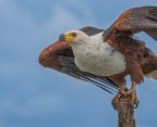 aquila pescatirce aquila pescatirce