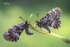 Zerynthia Zerynthia