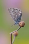 Polyommatus-species_DSC0214.jpg