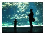 Foto scattata al Museo Oceanografico di Montecarlo, Monaco.
Dicembre 2005