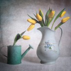 Tulips Tulips