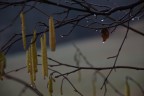 Nocciole sotto la pioggia... Nocciole sotto la pioggia...