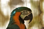 Colori Colori