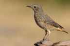 Codirossone (Monticola saxatilis) Codirossone (Monticola saxatilis)