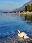 Il lago dei cigni Il lago dei cigni
