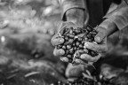 olive a piene mani