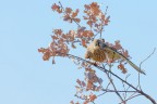 Gheppio: prima della caccia Gheppio: prima della caccia