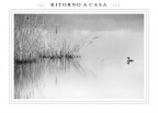 ::: R I T O R N O A C A S A ::: ::: R I T O R N O A C A S A :::