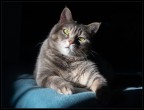 ritratto felino ritratto felino
