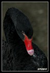 Cigno nero (aggiunta versione pių chiara) Cigno nero (aggiunta versione pių chiara)