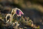 Pulsatilla
