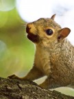 || Dammi una nocciolina dai!|| || Dammi una nocciolina dai!||