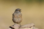 Codirossone (Monticola saxatilis) Codirossone (Monticola saxatilis)