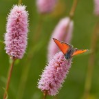 Licenide su bistorta
