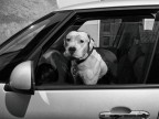 guido da ... cane... guido da ... cane...