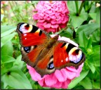 Vanessa. Vanessa.