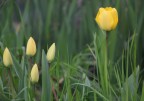 Tulipano giallo.... Tulipano giallo....