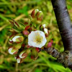 Solo per tenervi informati delle fioriture.

kampes