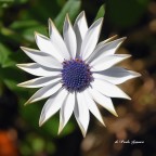 OSTEOSPERMUM OSTEOSPERMUM