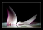 magnolia magnolia