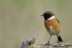 Saltimpalo (Saxixola rubicola) Saltimpalo (Saxixola rubicola)