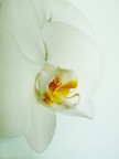 Bianco su bianco Bianco su bianco