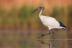 Ibis Sacro Ibis Sacro