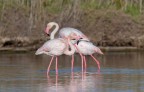 Fenicotteri rosa Fenicotteri rosa