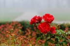 Rosso Nebbia Rosso Nebbia