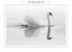 ::: E L E G A N C E ::: ::: E L E G A N C E :::