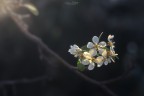 Primavera Primavera