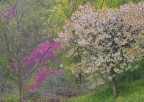 primavera primavera