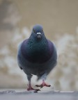 Piccione alla carica! Piccione alla carica!