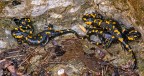 Salamandre Salamandre