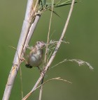 Beccamoschino work in progress...