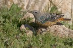 Codirossone (Monticola saxatilis) Codirossone (Monticola saxatilis)