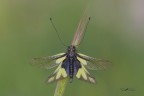 Libelloides-coccajus_DSC0138 Libelloides-coccajus_DSC0138