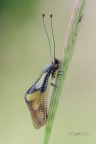 Libelloides-coccajus_DSC0120 Libelloides-coccajus_DSC0120